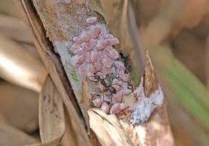 uploads/images/pest/sugarcane mealybug.jpg